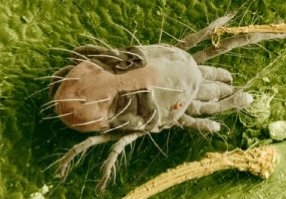 spider-mite-magnified.jpeg