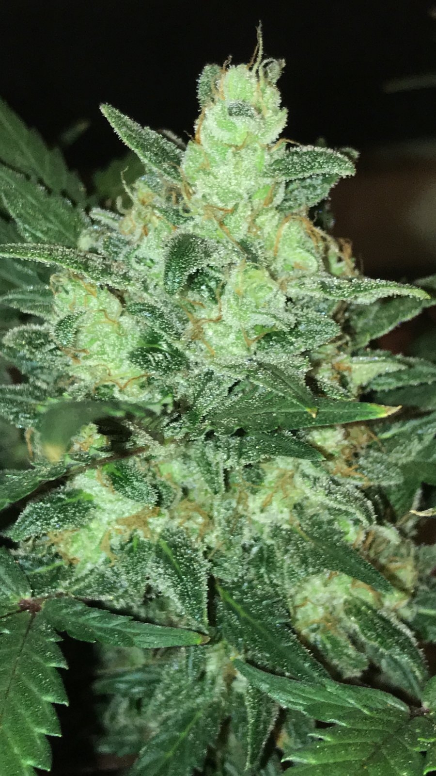 Stardawg 12-17-20.JPG