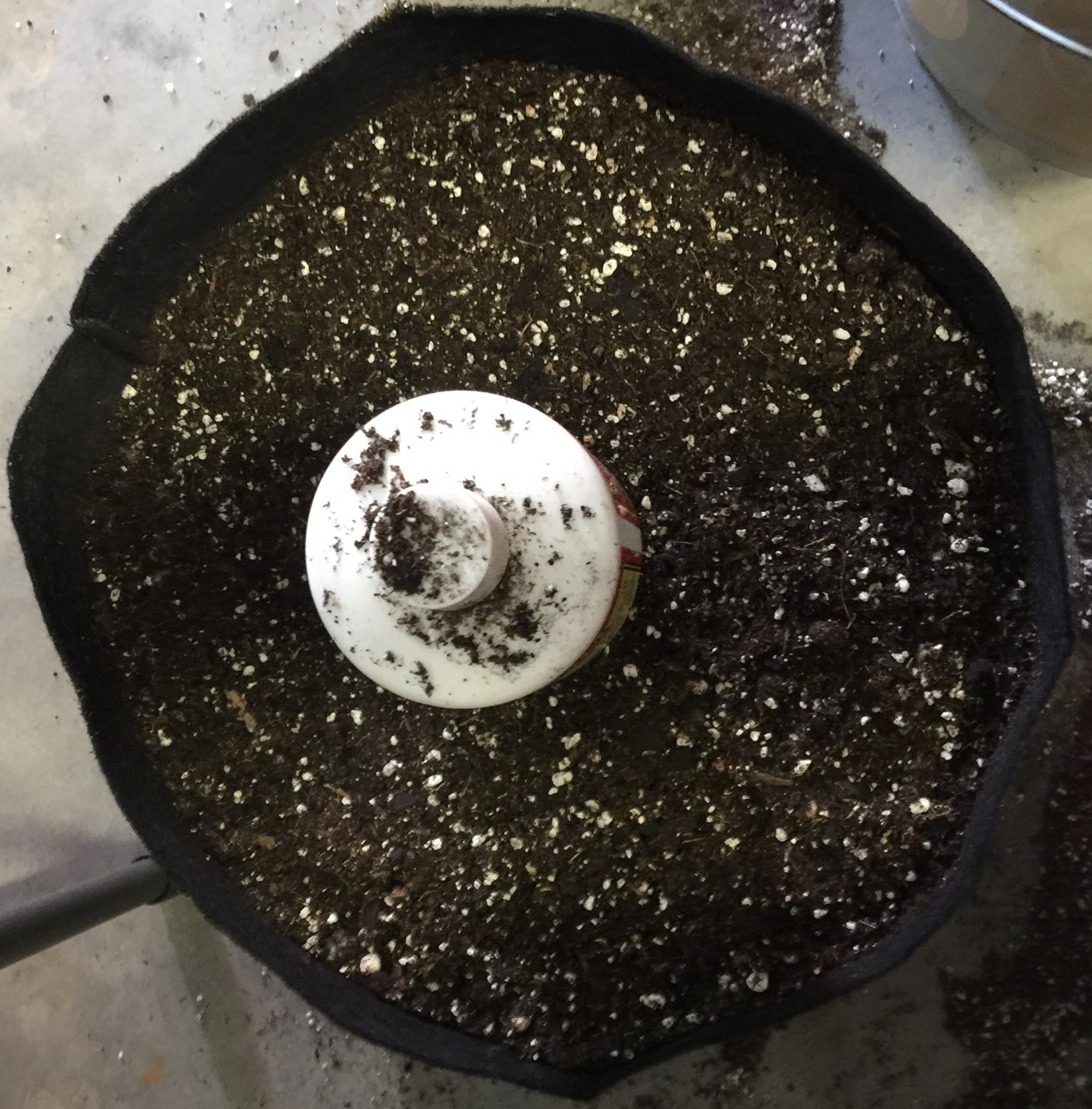 Step Four fill to within two inches of top of pot with 50% regular potting mix and 50% Sohum.jpg