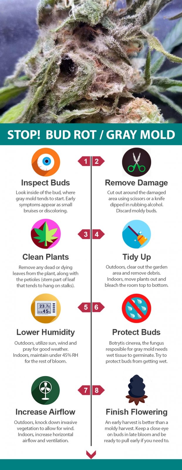 stop-gray-mold-botrytis-bud-rot-cannabis-infographic-sm-3.jpg