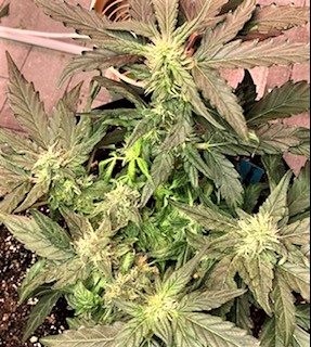 Strawberry Banana 4 WHOLE PLANT.jpg