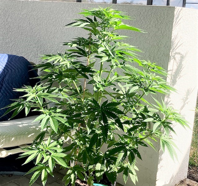 Strw Lem FF whole plant.jpg