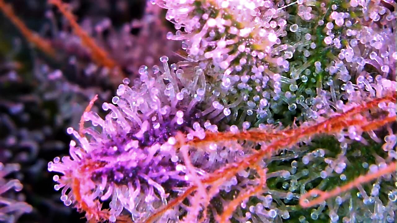 Sue Anne trichome shot 3 July 23.jpg