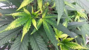 sulfer-deficiency-in-cannabis-plants-1.jpeg