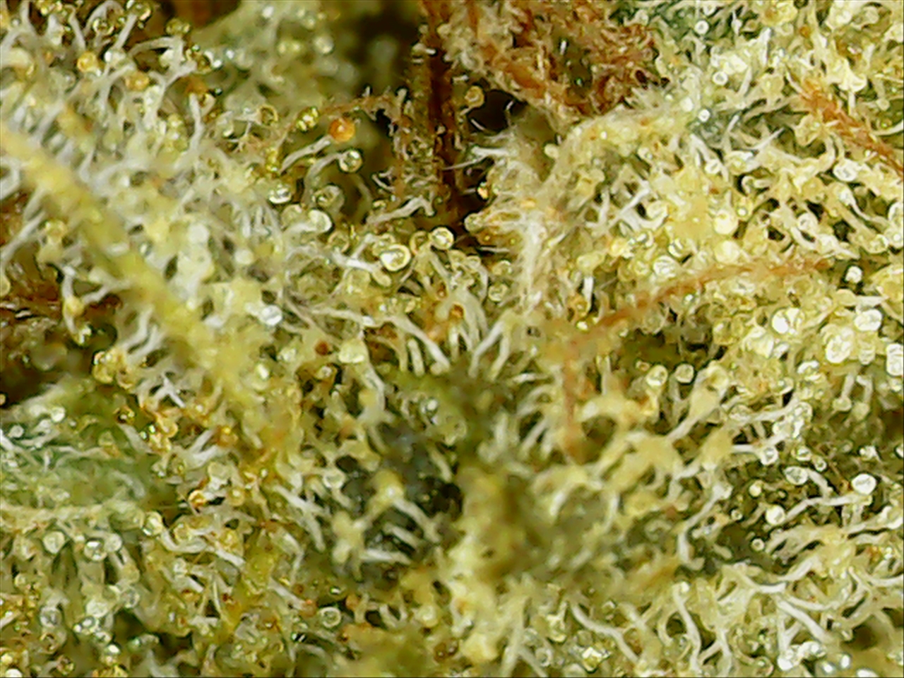 Super Silver Haze-1 042421-061522.jpg