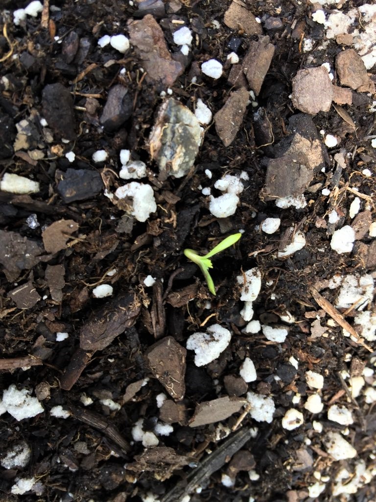 Surprise!  Day One Exhausted Soil Sour Apple Experiment Add On August 20.jpg