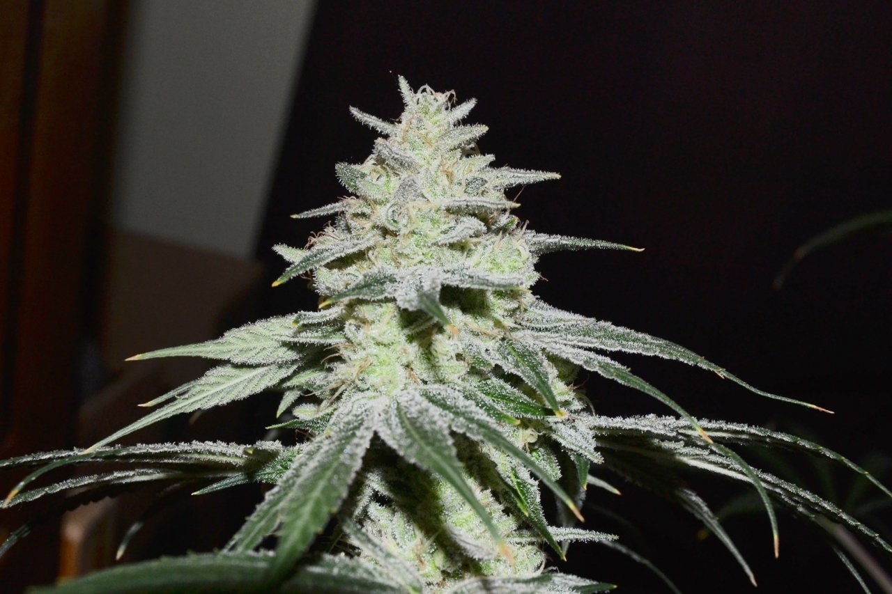 tangerine cookies - 9 of 21.jpg