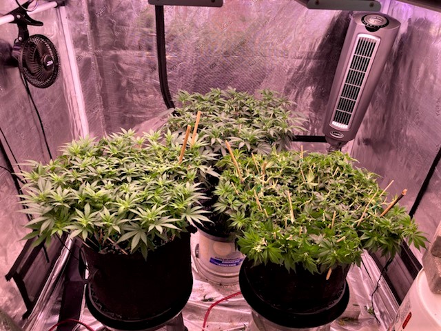 This is it the way we go to flower in 2 hours at 6 pm on day 70.jpg