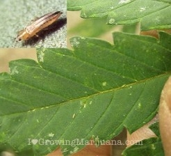 thrips-on-marijuana-plants2-246x224.jpg