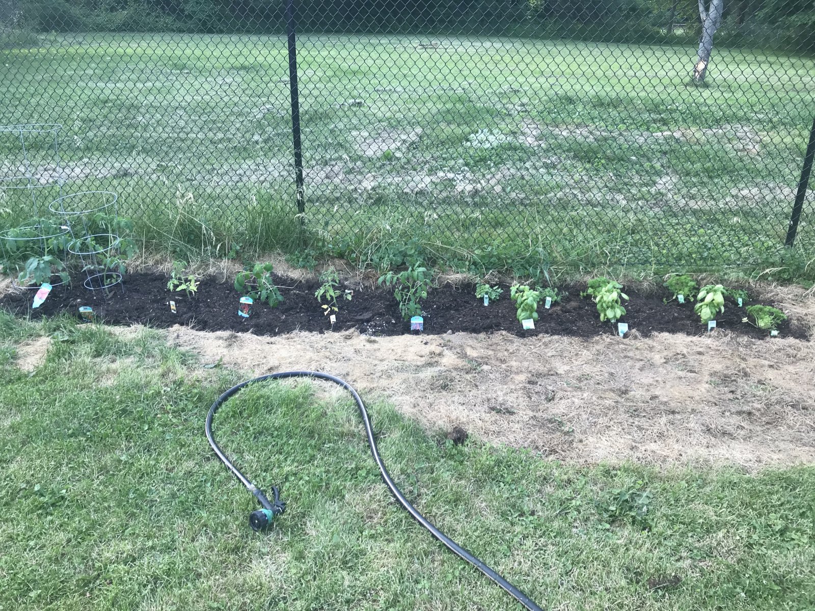 Tomato & Herb Garden.jpeg