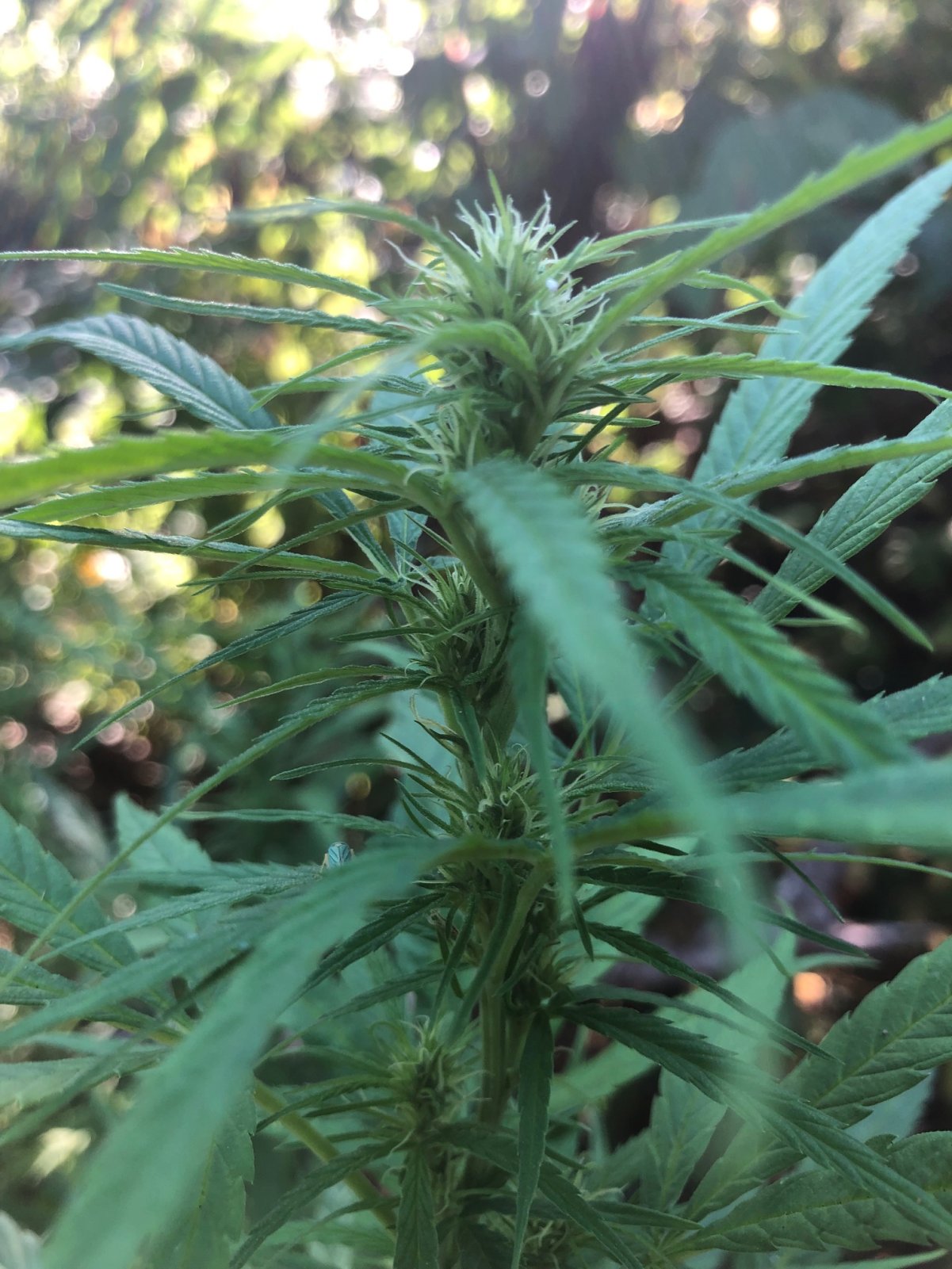 Top bud on Sativa dominant pheno outdoors.jpg