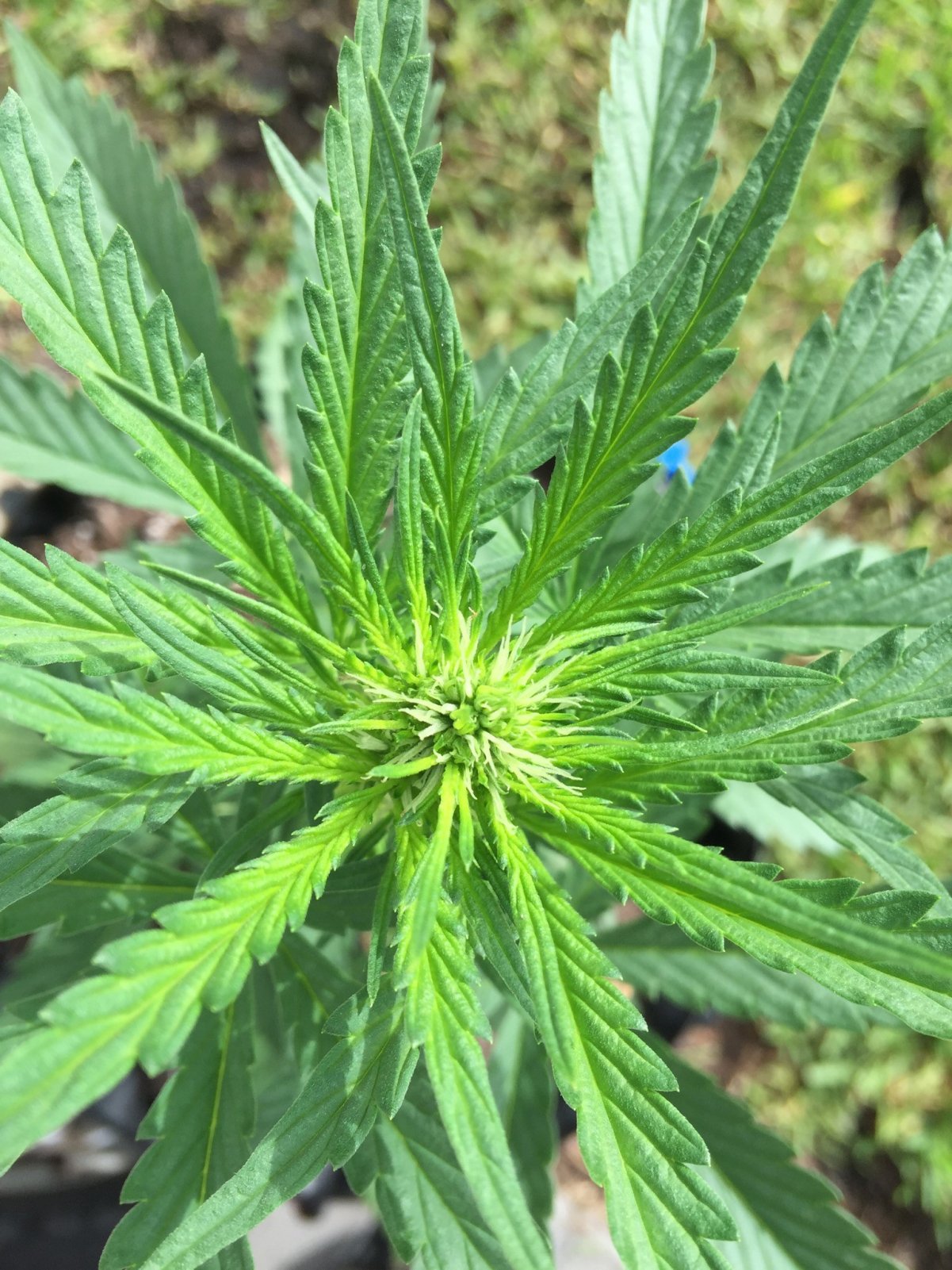Top cola day 26.jpg