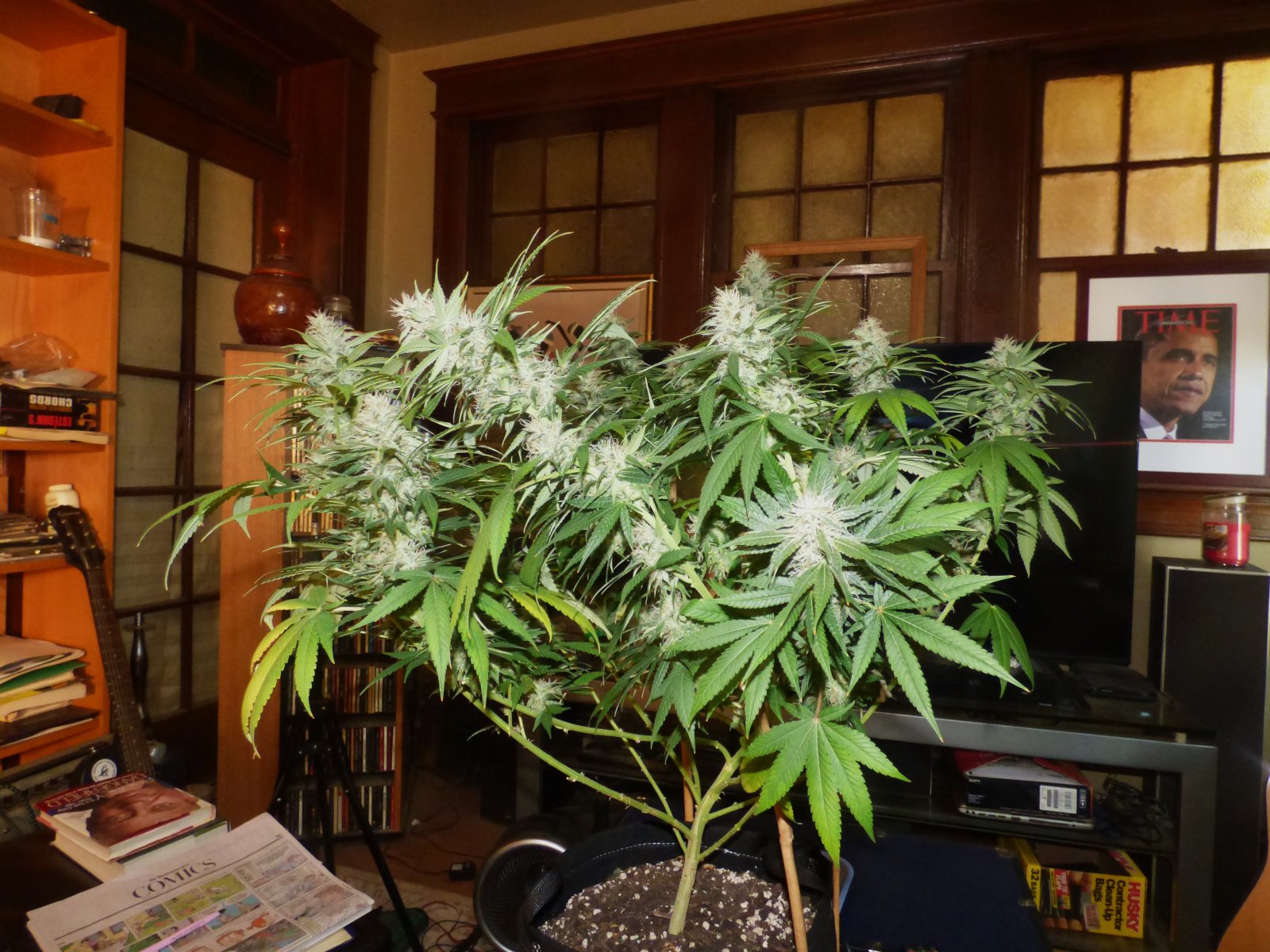 Trained B Cherry Clone 7-22-22 F43 - Copy.JPG