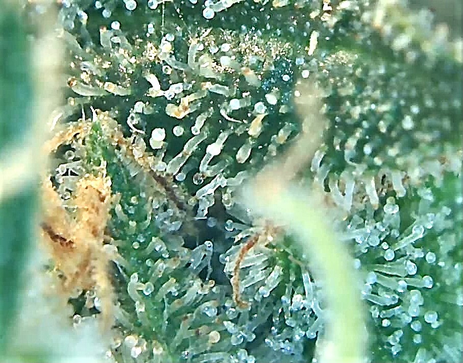 Trichome 1 SA.jpg