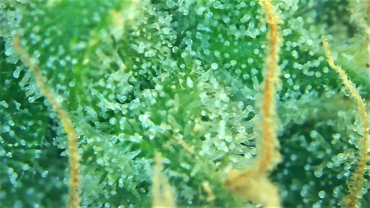 Trichome 2 September 30.jpg