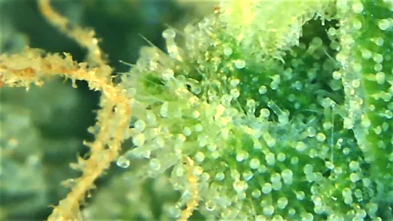 Trichome 3 September 30.jpg