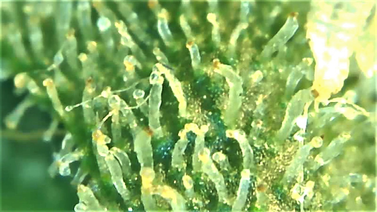 Trichome 4 September 30.jpg