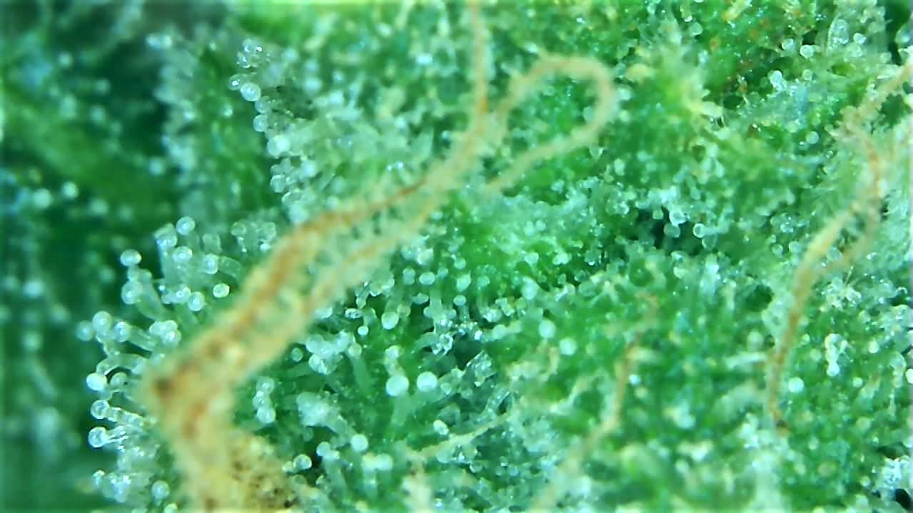 Trichome 5 September 30.jpg