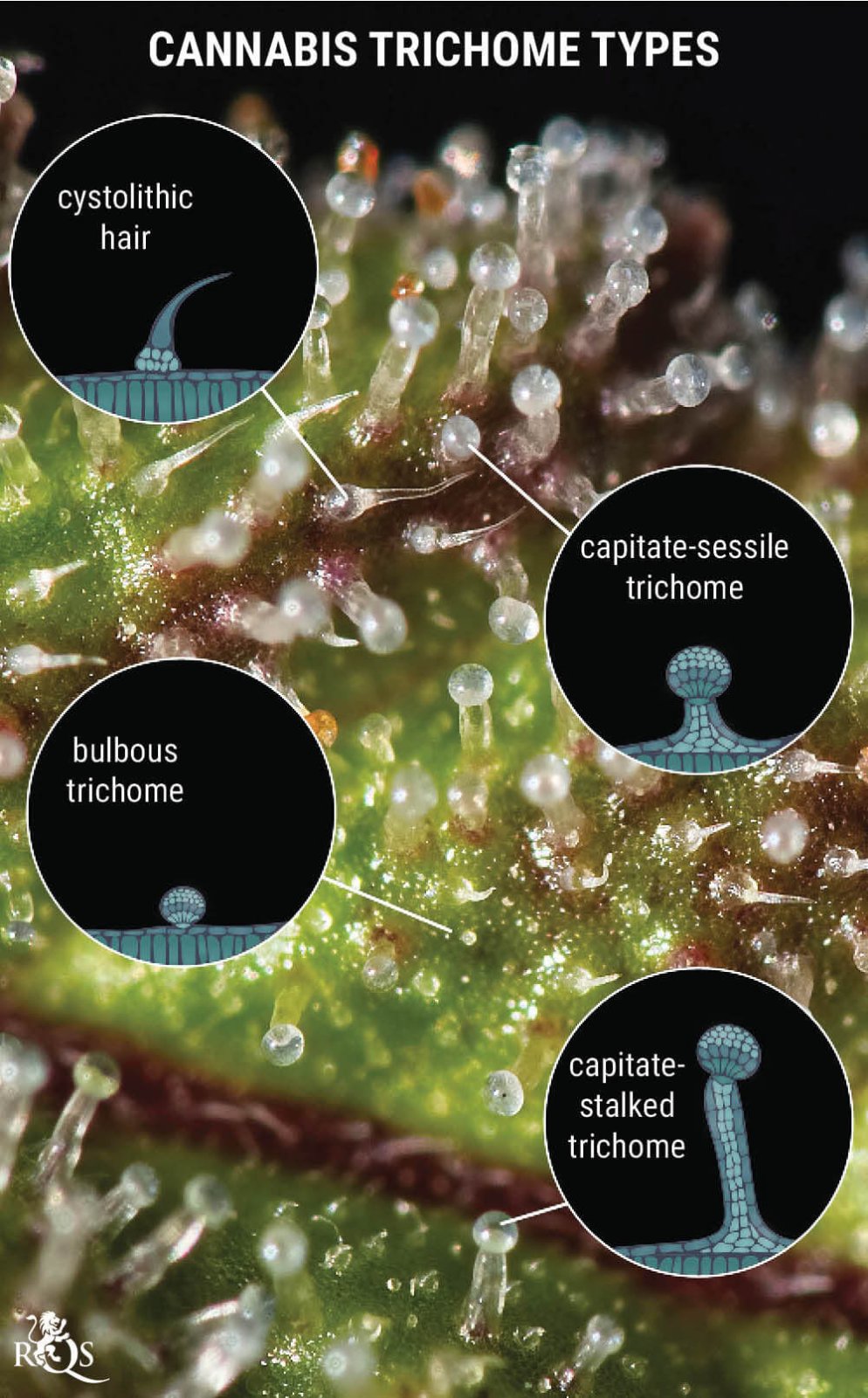 Trichome-Anatomy-mobile-EN2.jpg