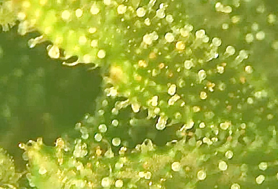 trichomes dsd2.jpg