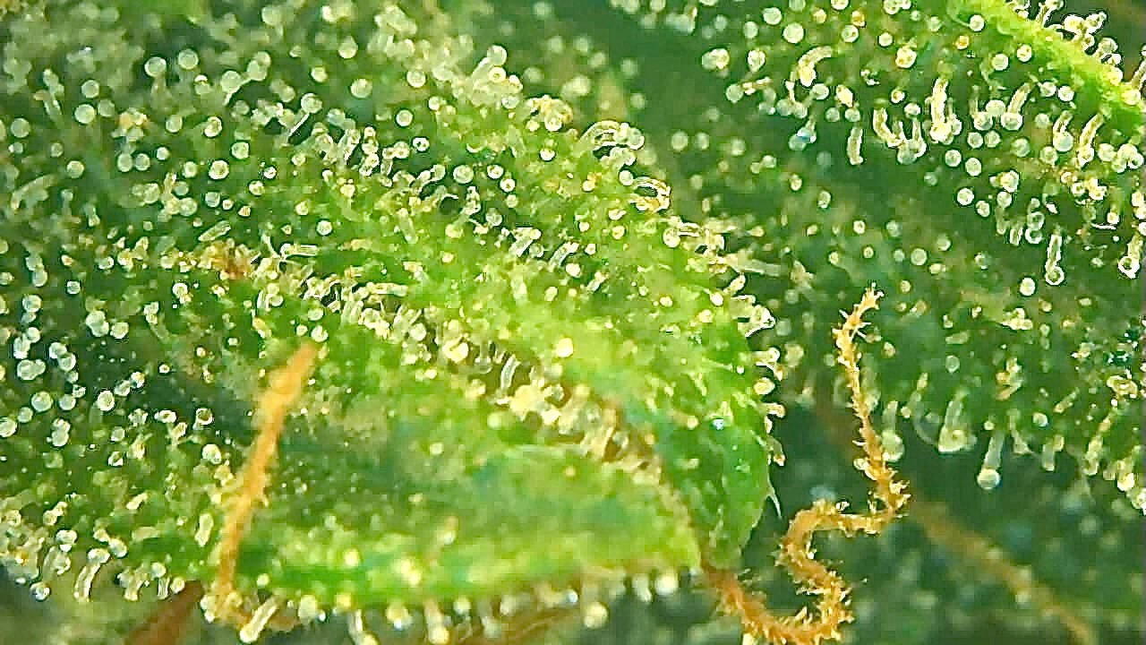 Trichomes dsd3.jpg