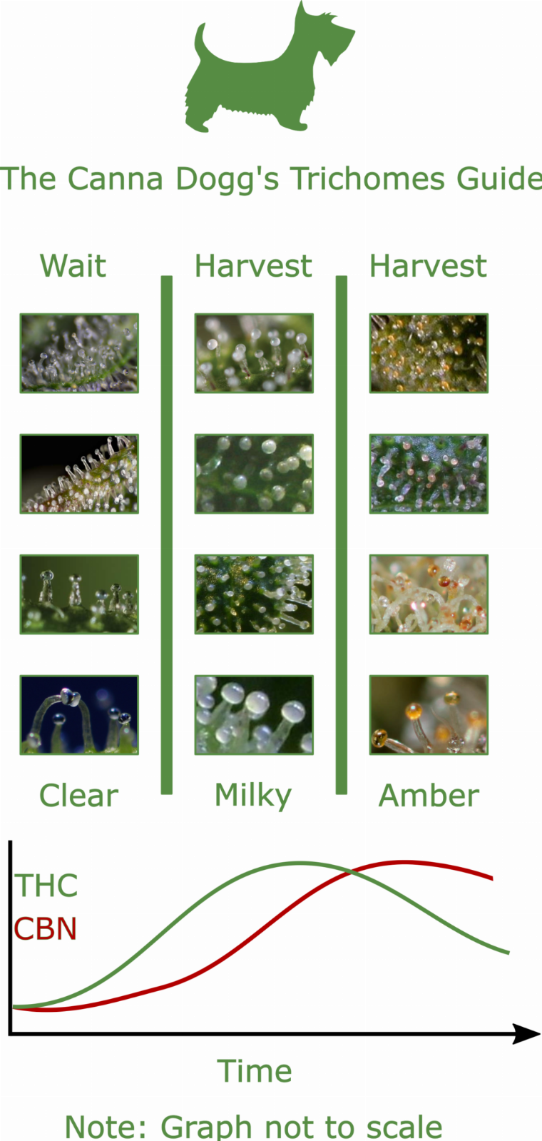 Trichomes-Guide-UPDATED-973x2048.png