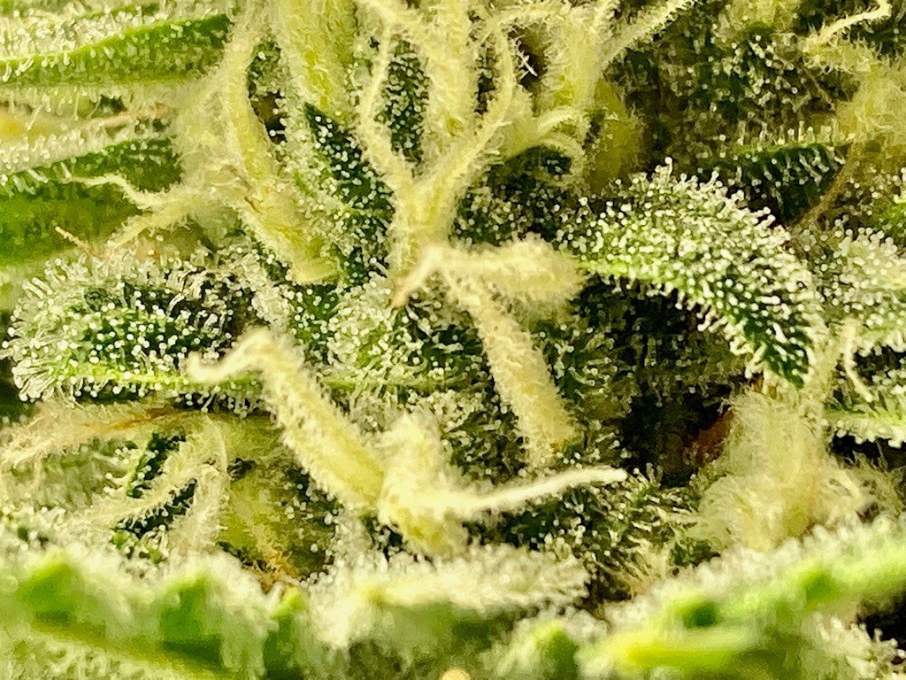 Trichomes on Titan #1.jpg