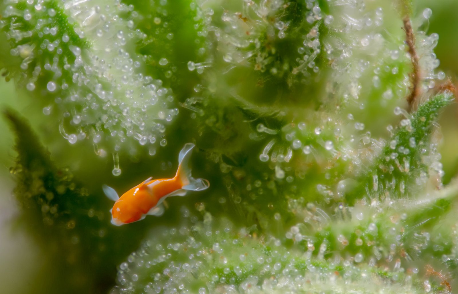 Trichomes play-3.jpg