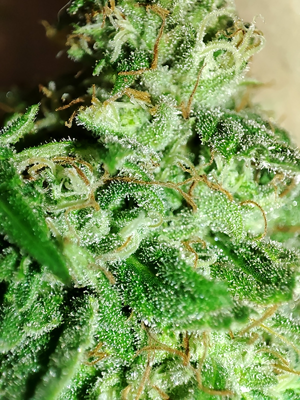 trichomes1.jpg