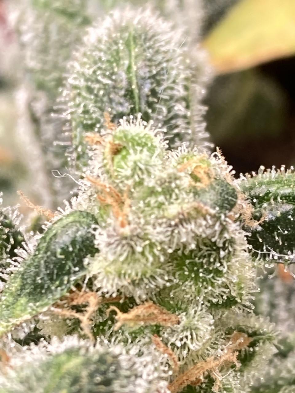 trichs.jpg