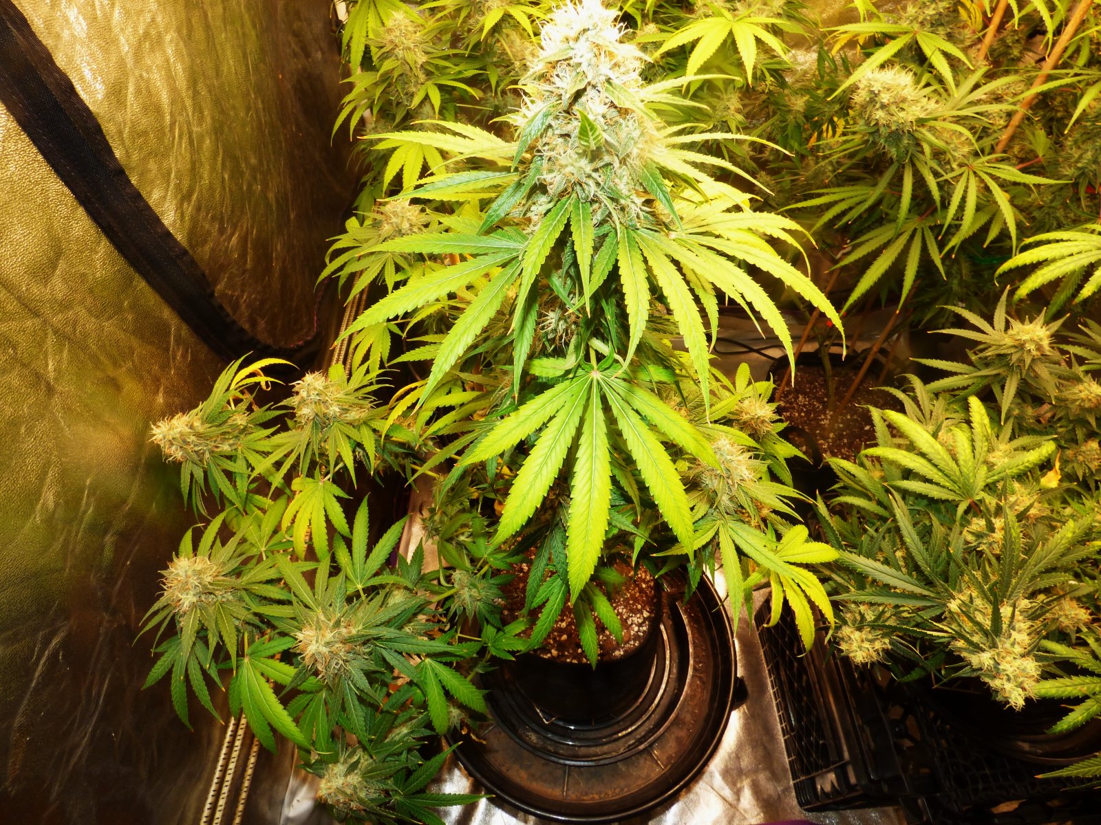 u Blk Cherry clone 8-3-22 F54.JPG