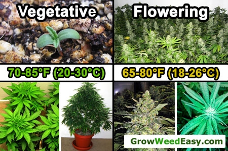 vegetative-vs-flowering-temperature-sm.jpg