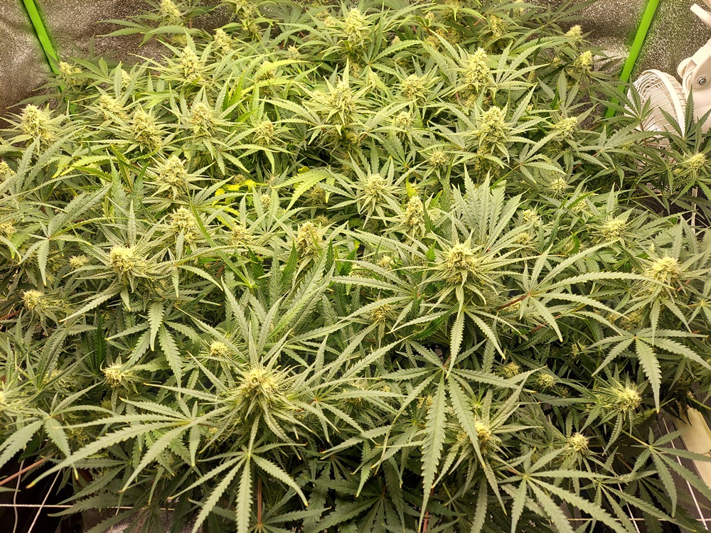 WBIP-HSO-Greencrack -9-12-20 flower day 25.jpg