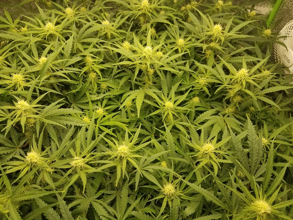 WBIP-HSO-Greencrack -9-3d-20 flower day 25.jpg