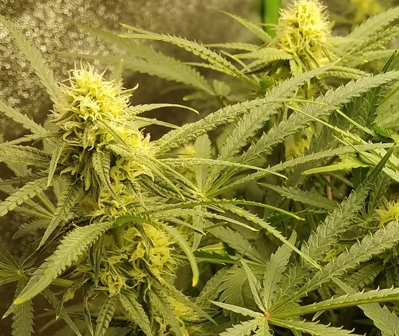 WBIP-HSO-Greencrack -9-7-20 flower day 25.jpg