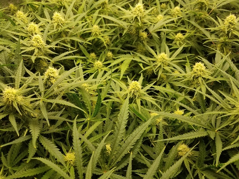 WBIP-HSO-Greencrack -9-7c-20 flower day 25.jpg