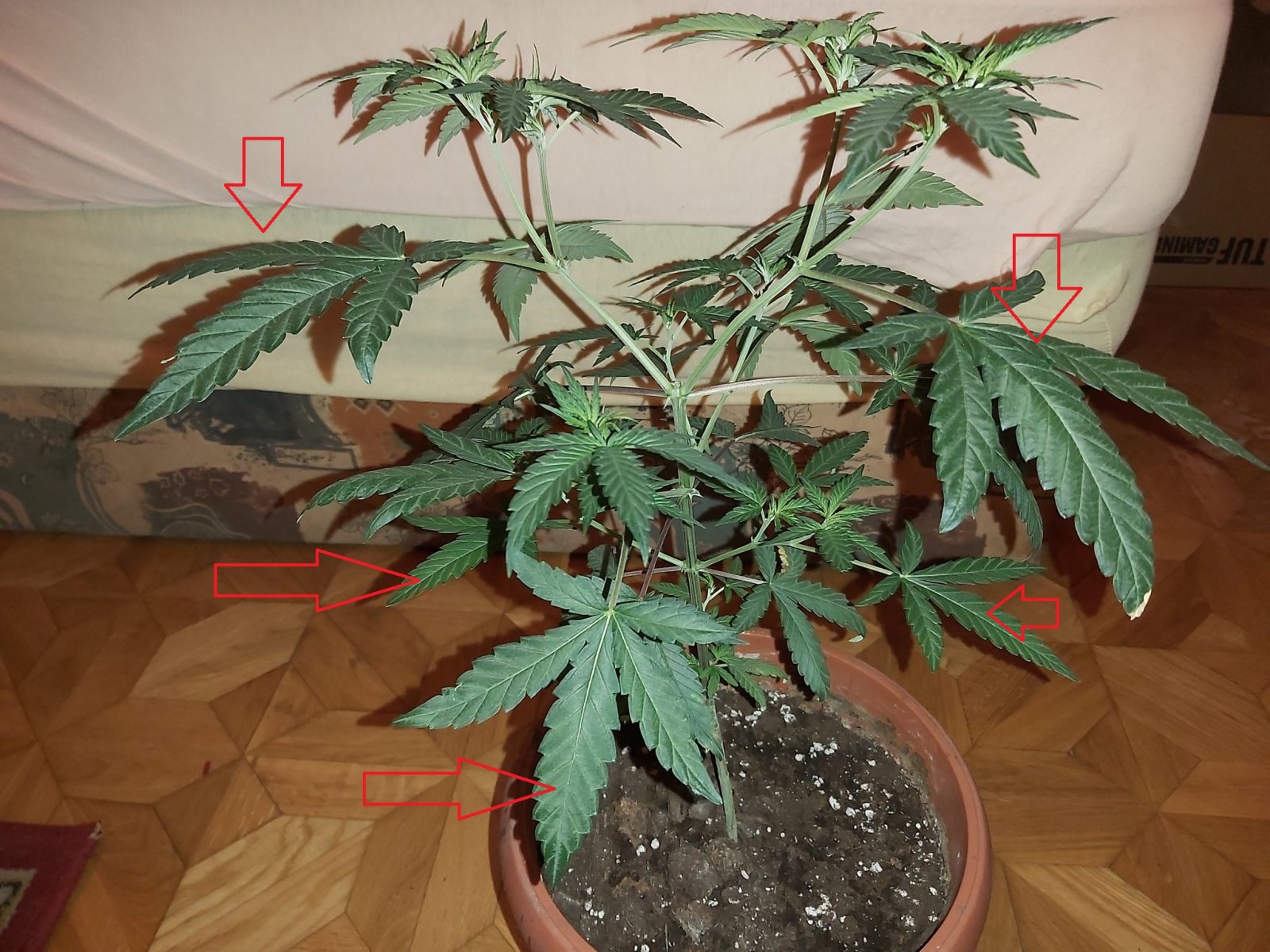 weed plant 1.jpg