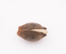 weed-seeds-on-tissue.jpg