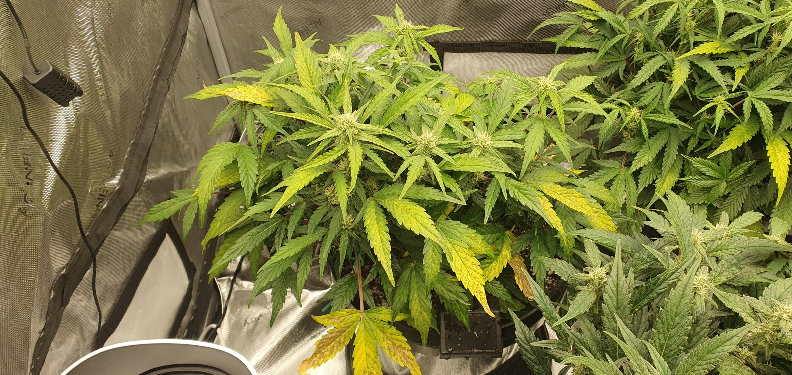 week3flower1.jpg