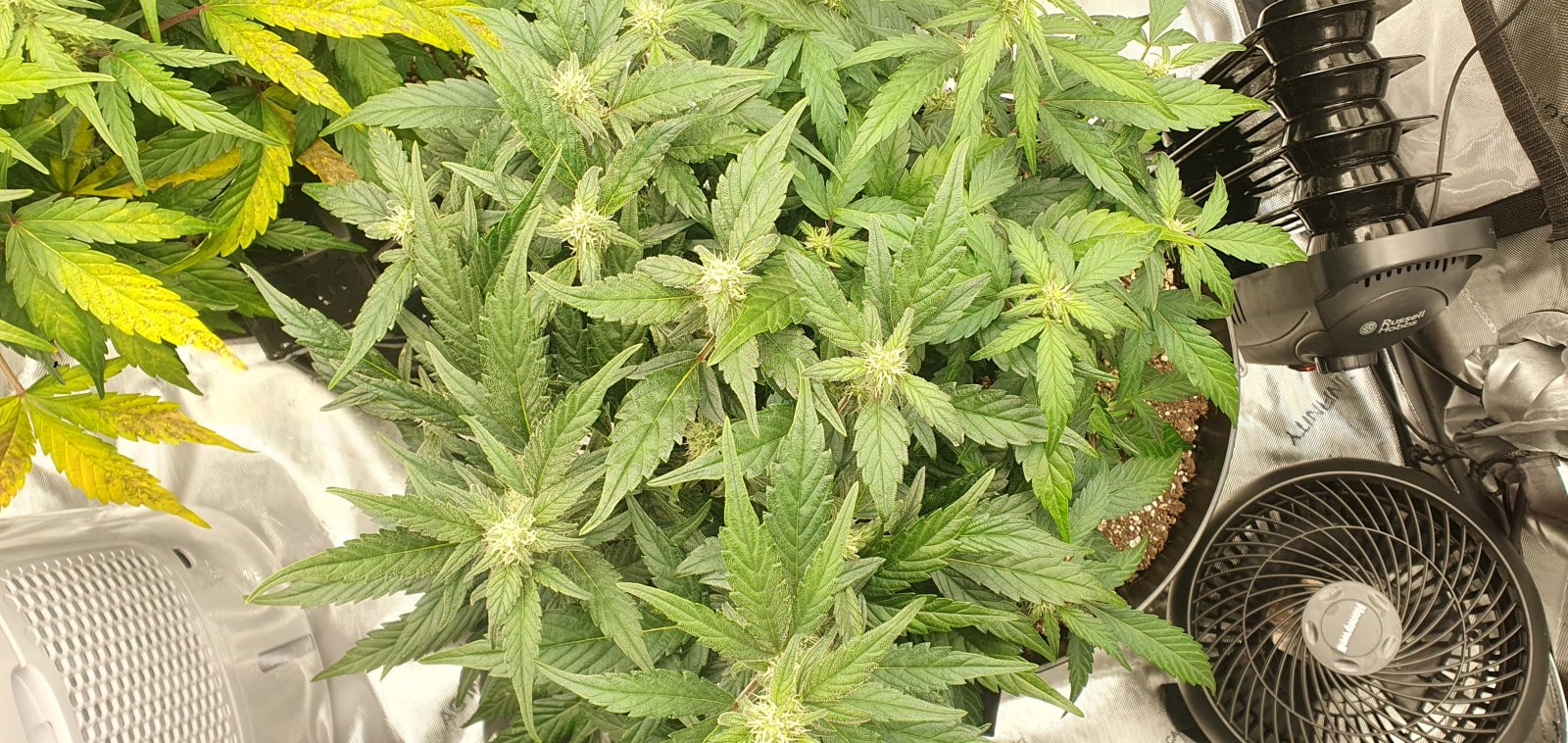 week3flower12.jpg