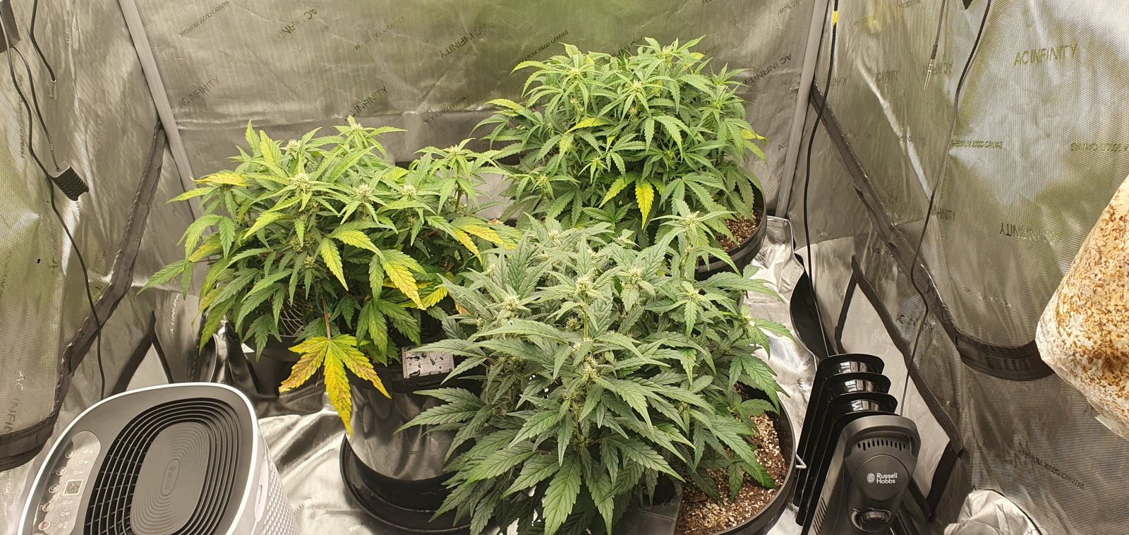 week3flower13.jpg