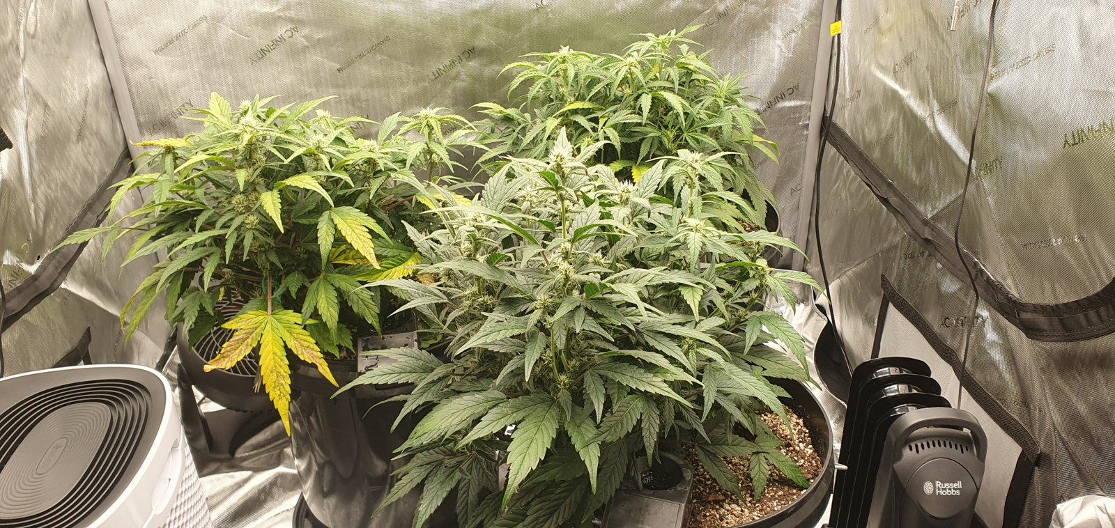 week3flower14.jpg