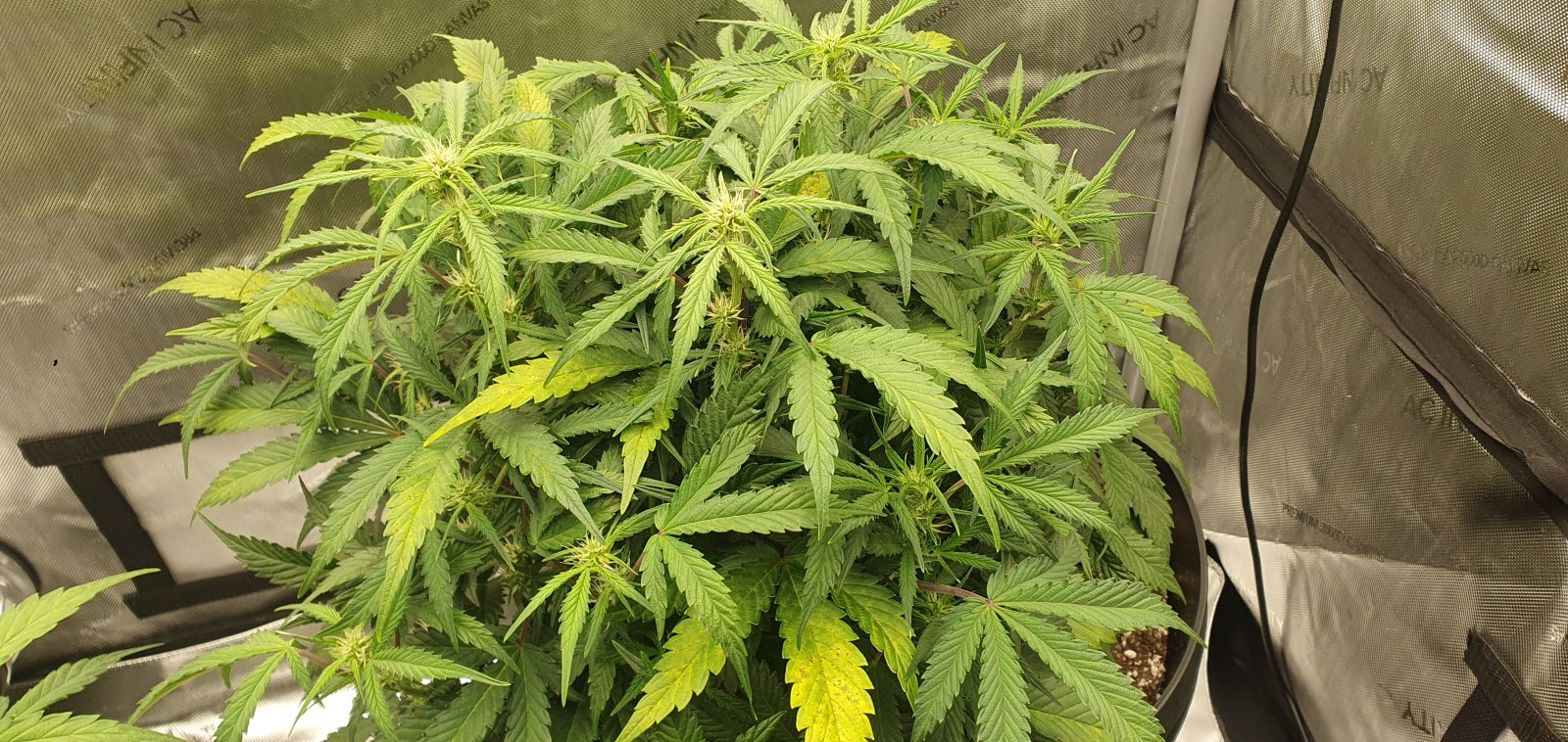 week3flower7.jpg