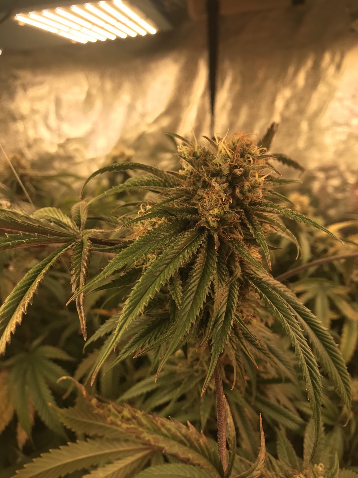 White Kush day 55 2.jpg