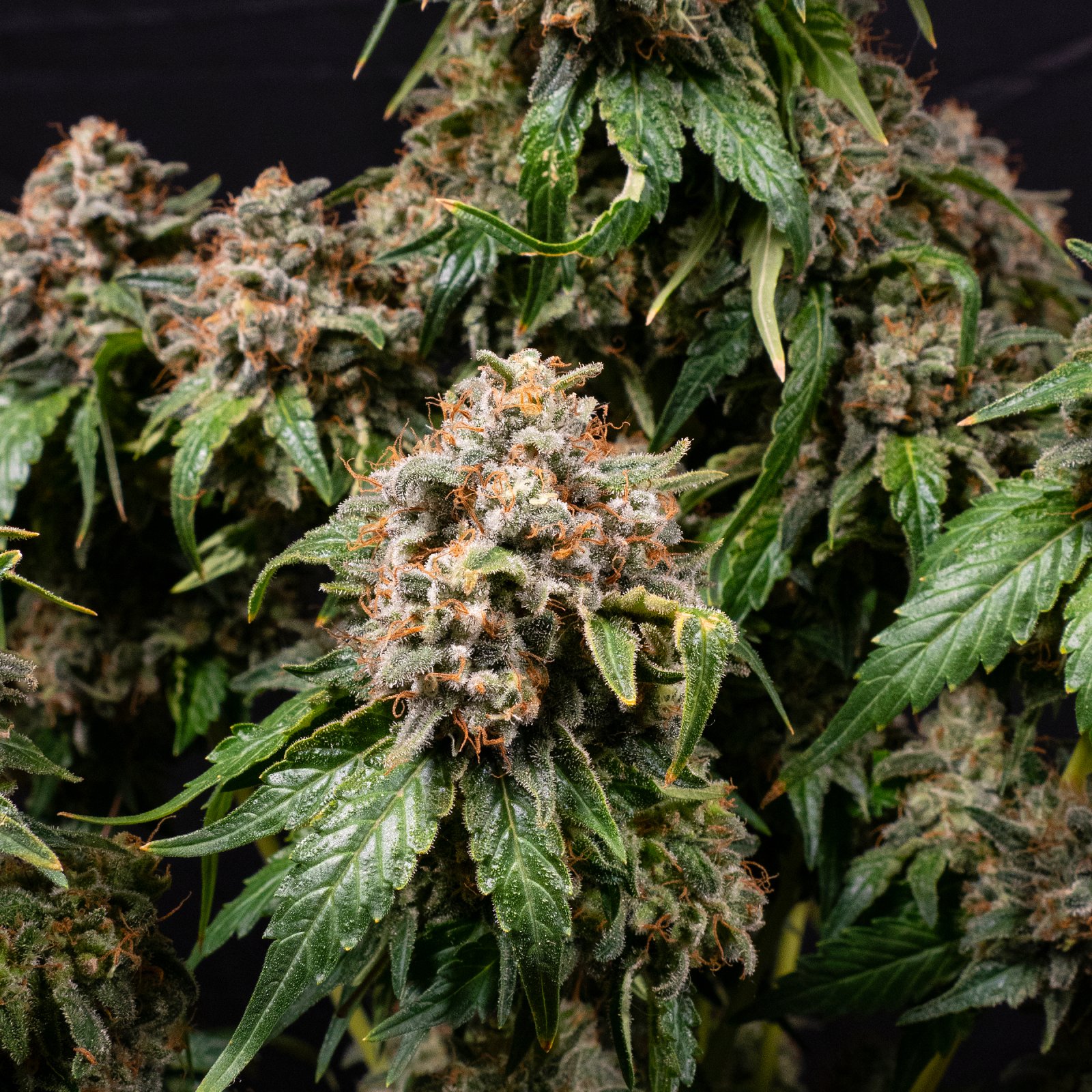 WHITE-WIDOW-XXL-BFP1020683-ORIGINAL-HRES.JPG