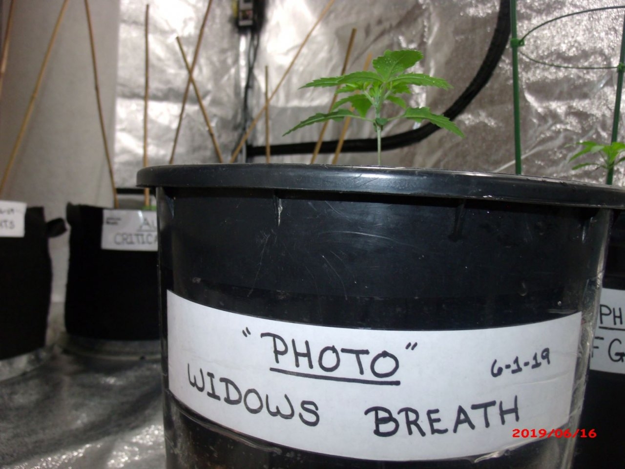 Widow's Breath    Day 15.JPG