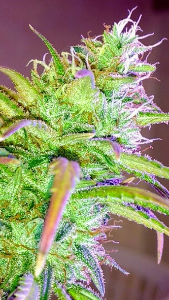 Wild Thailand Bud3 8_15_20.jpg