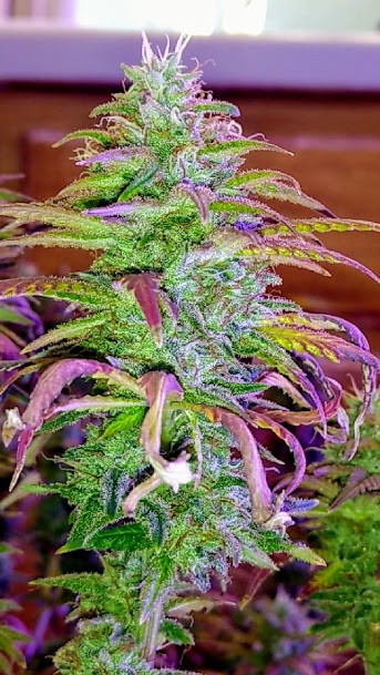 Wild Thailand Bud4 8_15_20.jpg