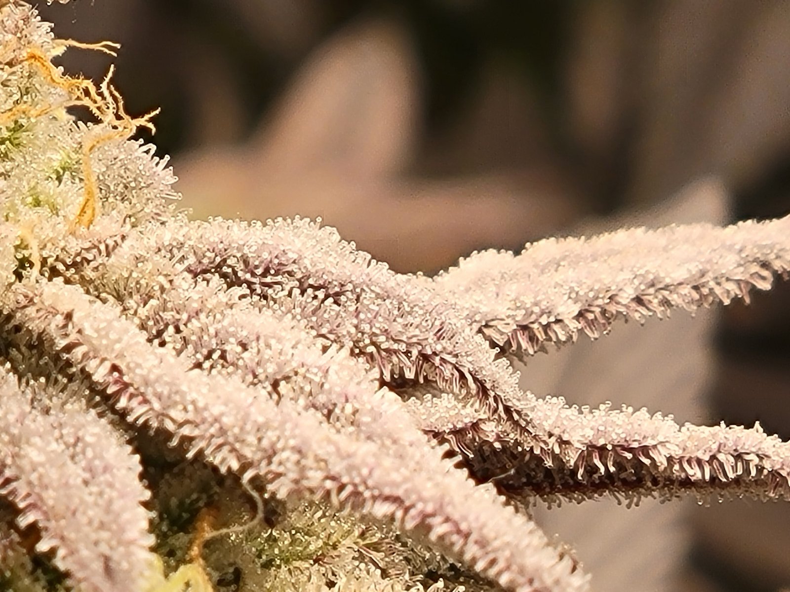 worlds_best_weed_marijuana_trichomes_thc.jpg