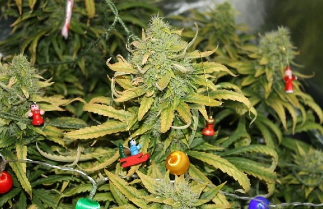 Xmas.weed.1.jpg